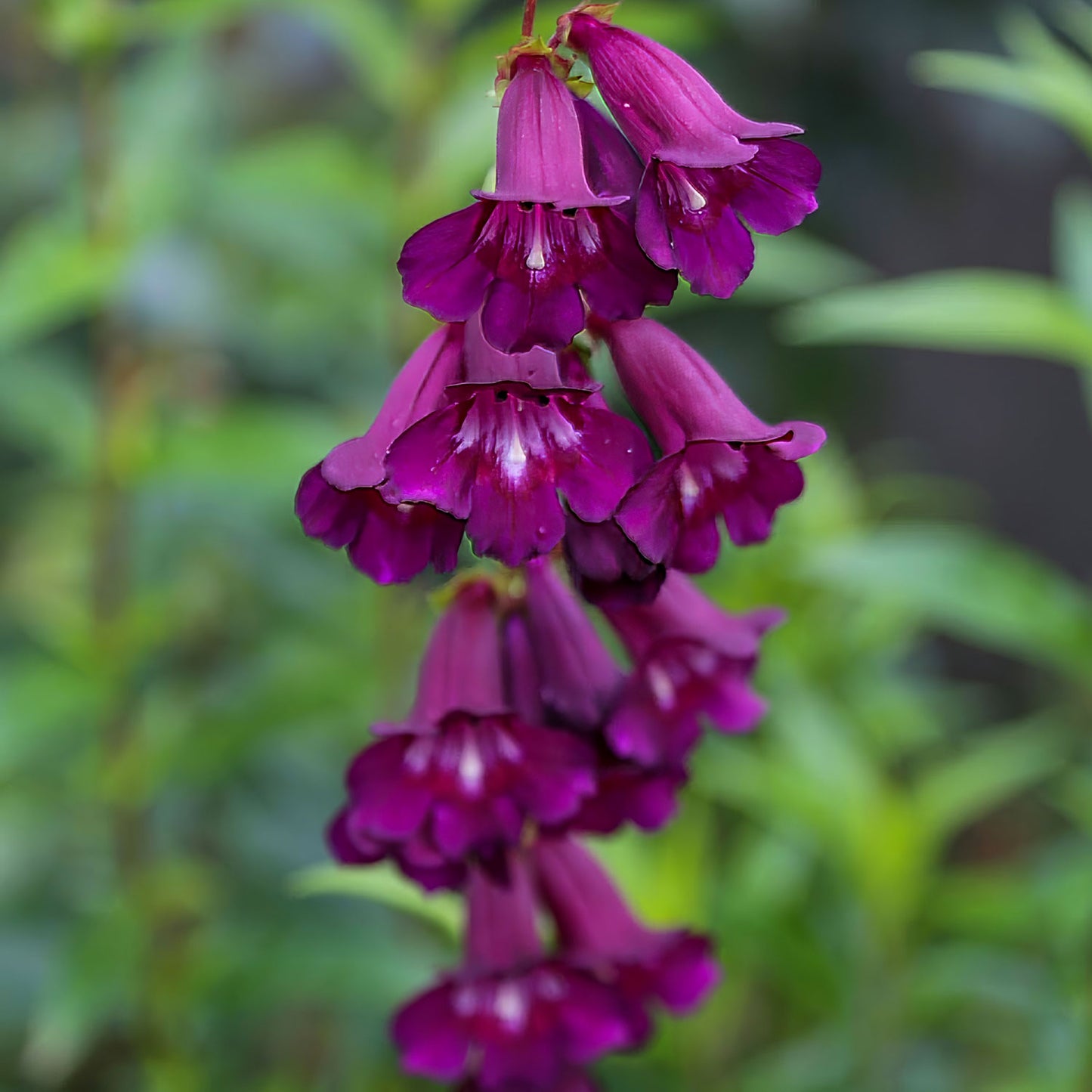 Penstemon 'Raven'