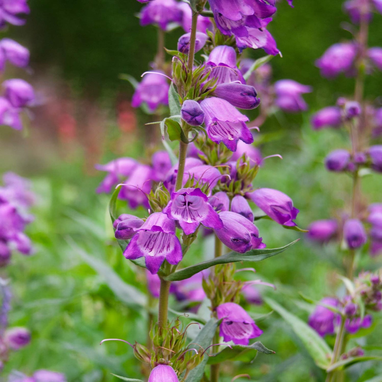 Penstemon 'Sour Grapes'