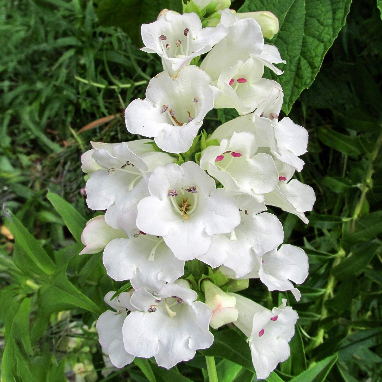 Penstemon 'White Bedder'