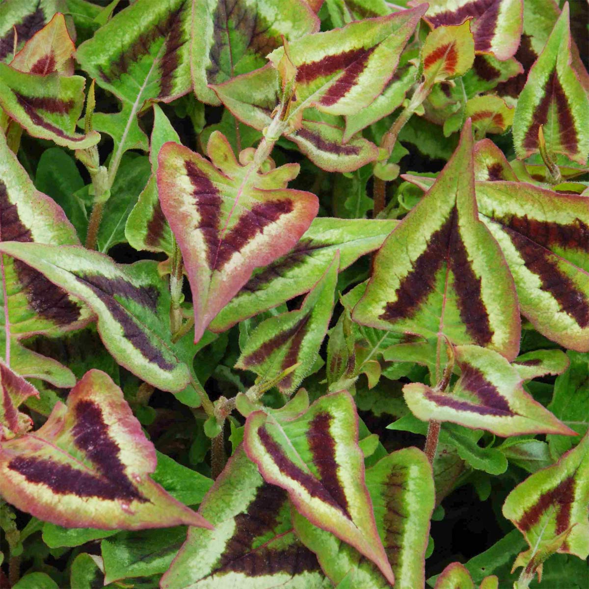 Persicaria runcinata 'Purple Fantasy'