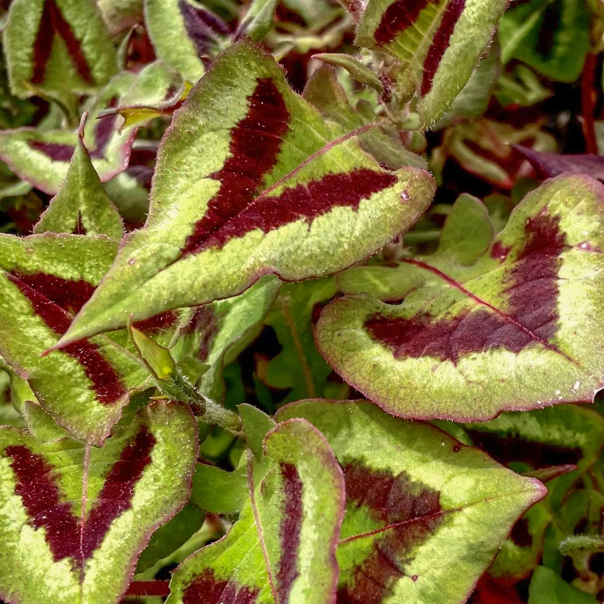Persicaria runcinata 'Purple Fantasy'