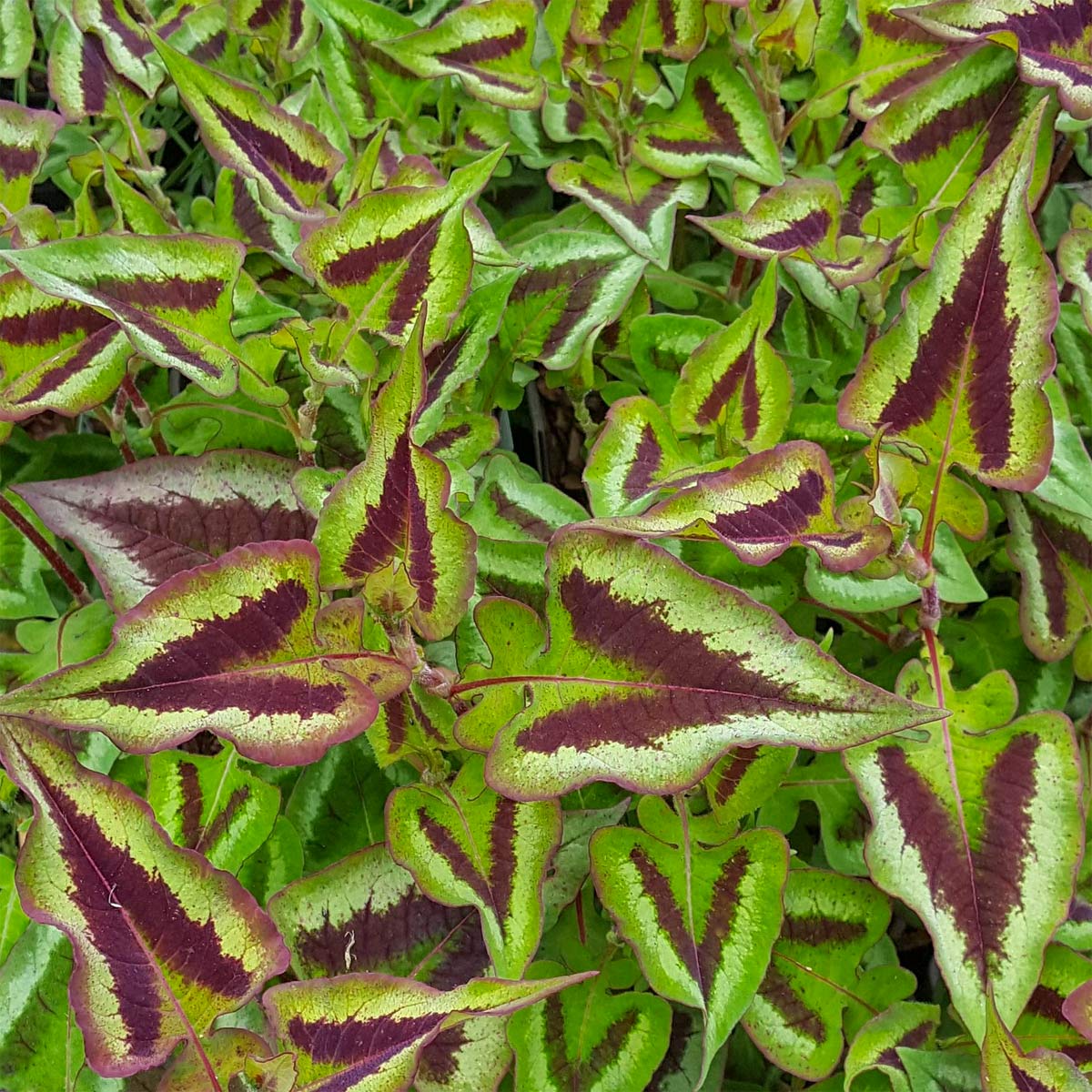 Persicaria runcinata 'Purple Fantasy'