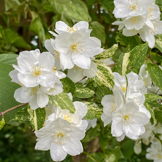 Philadelphus 'Innocence'