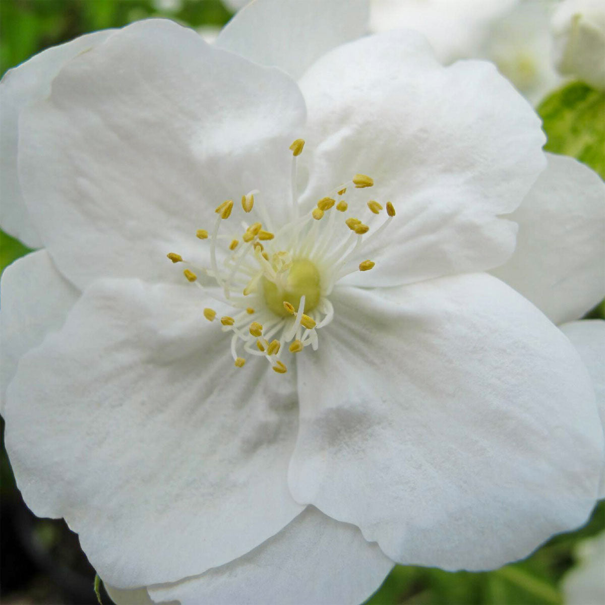 Philadelphus 'Innocence'