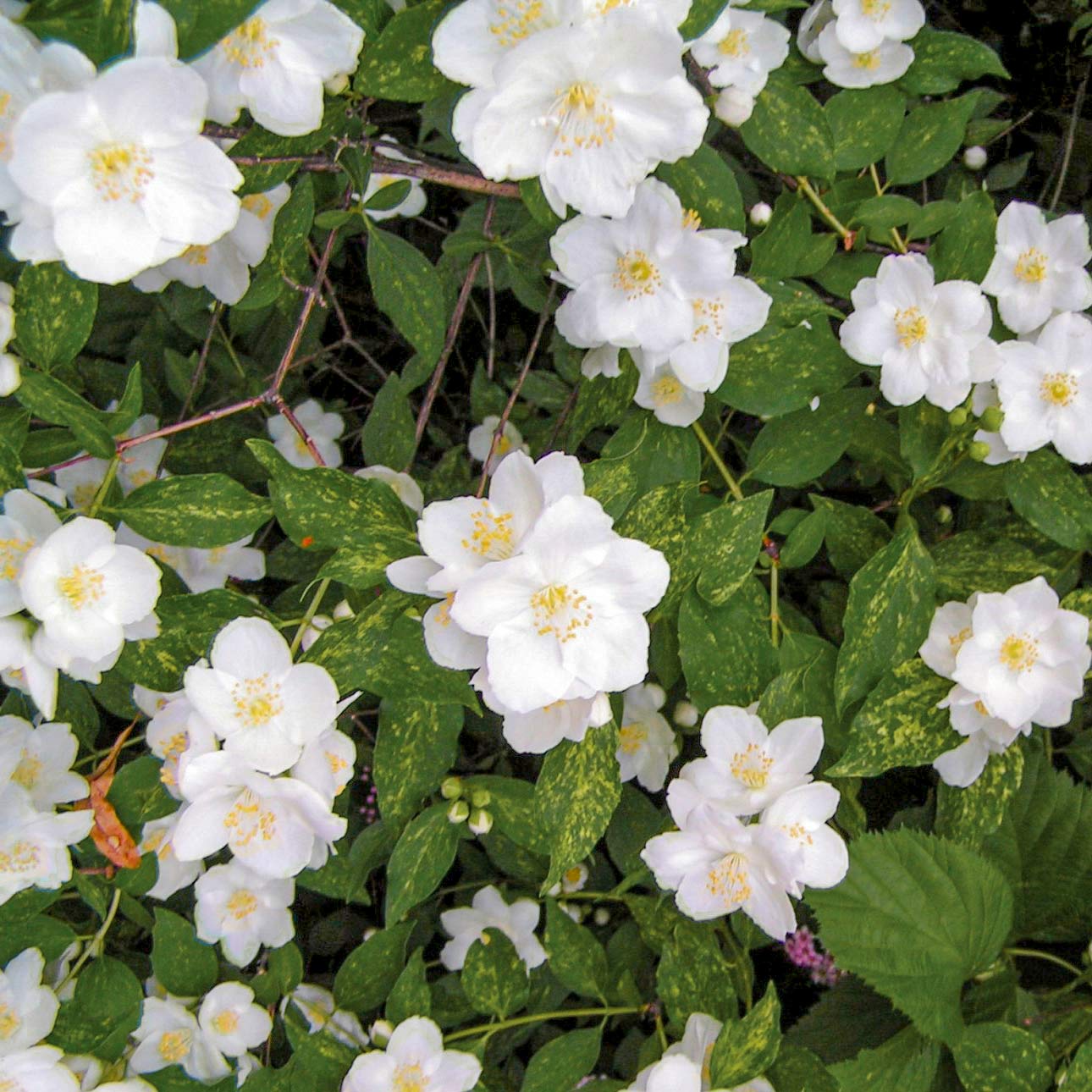 Philadelphus 'Innocence'