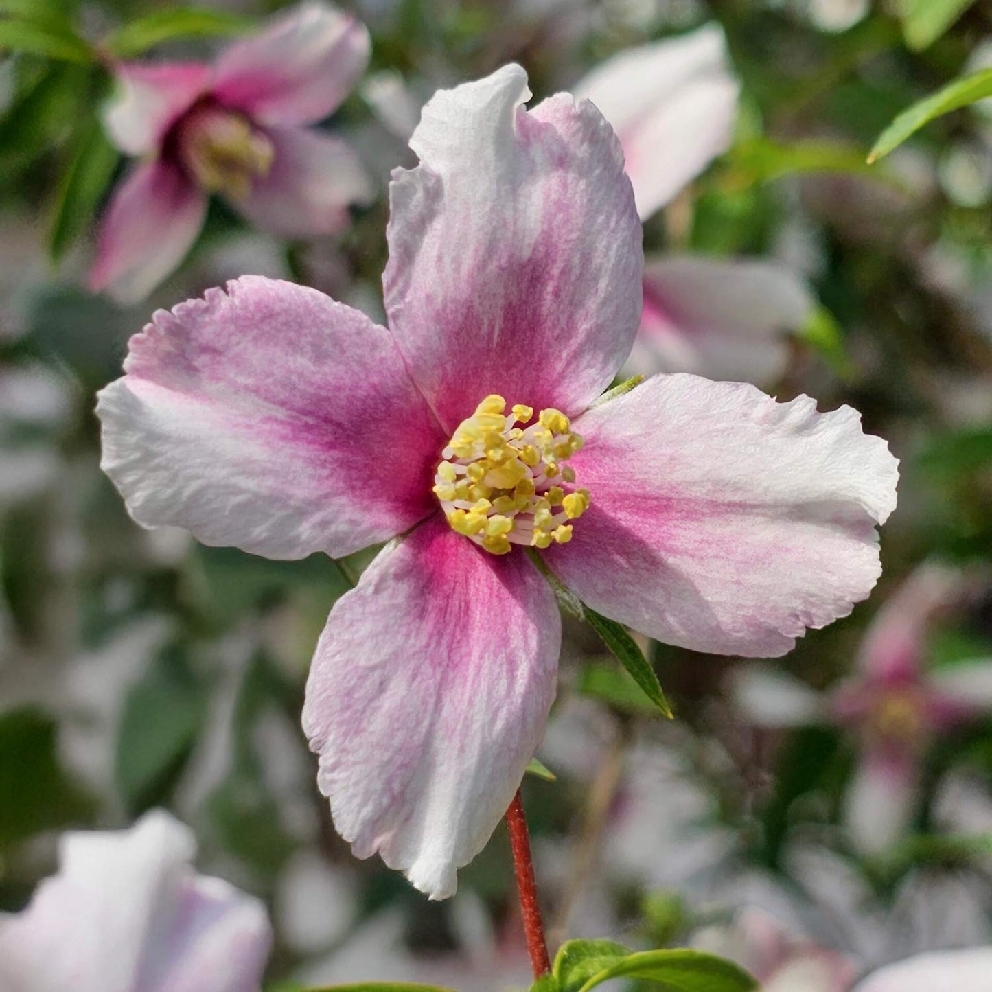 Philadelphus 'Petite Perfume Pink'