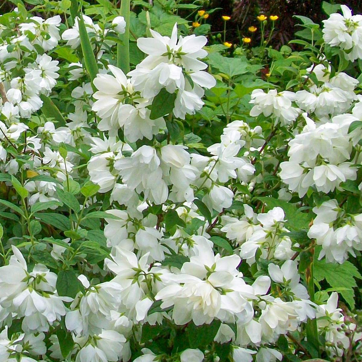 Philadelphus 'Snowbelle'