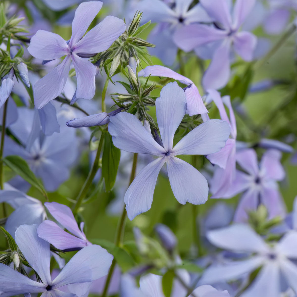 Phlox divaricata 'Clouds of Perfume'