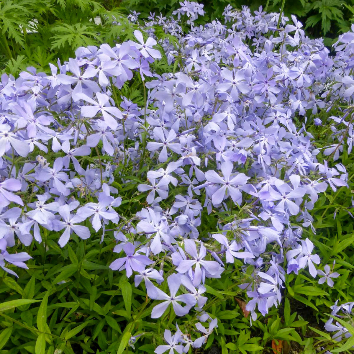 Phlox divaricata 'Clouds of Perfume'
