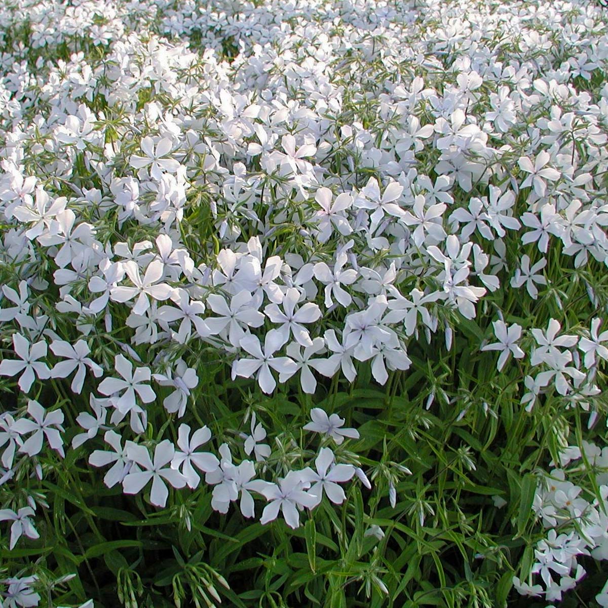 Phlox divaricata 'White Perfume'
