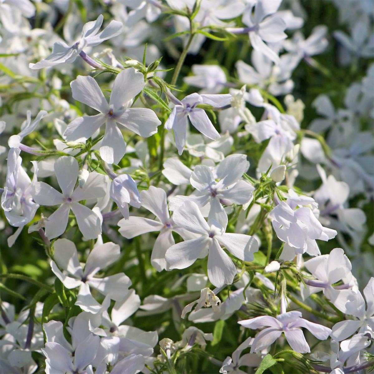 Phlox divaricata 'White Perfume'