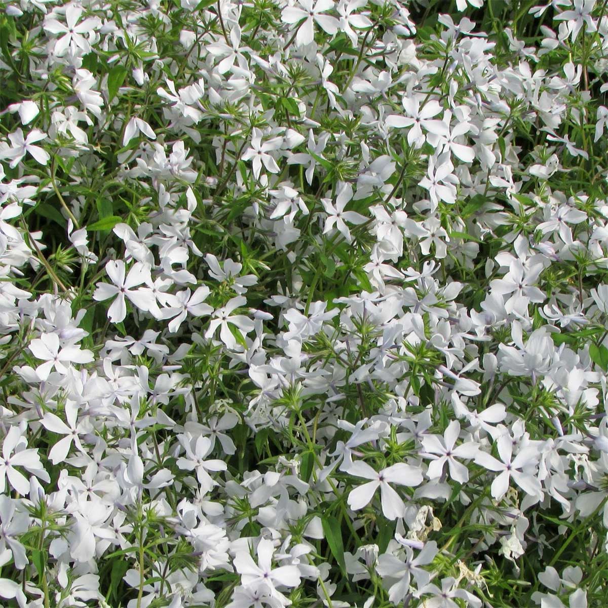Phlox divaricata 'White Perfume'