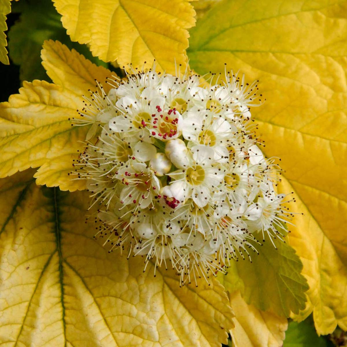 Physocarpus opulifolius 'Angel Gold'