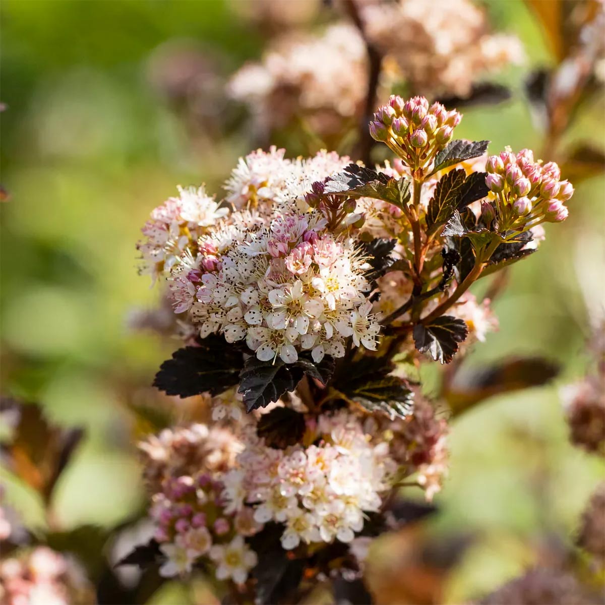Physocarpus opulifolius 'Little Angel'