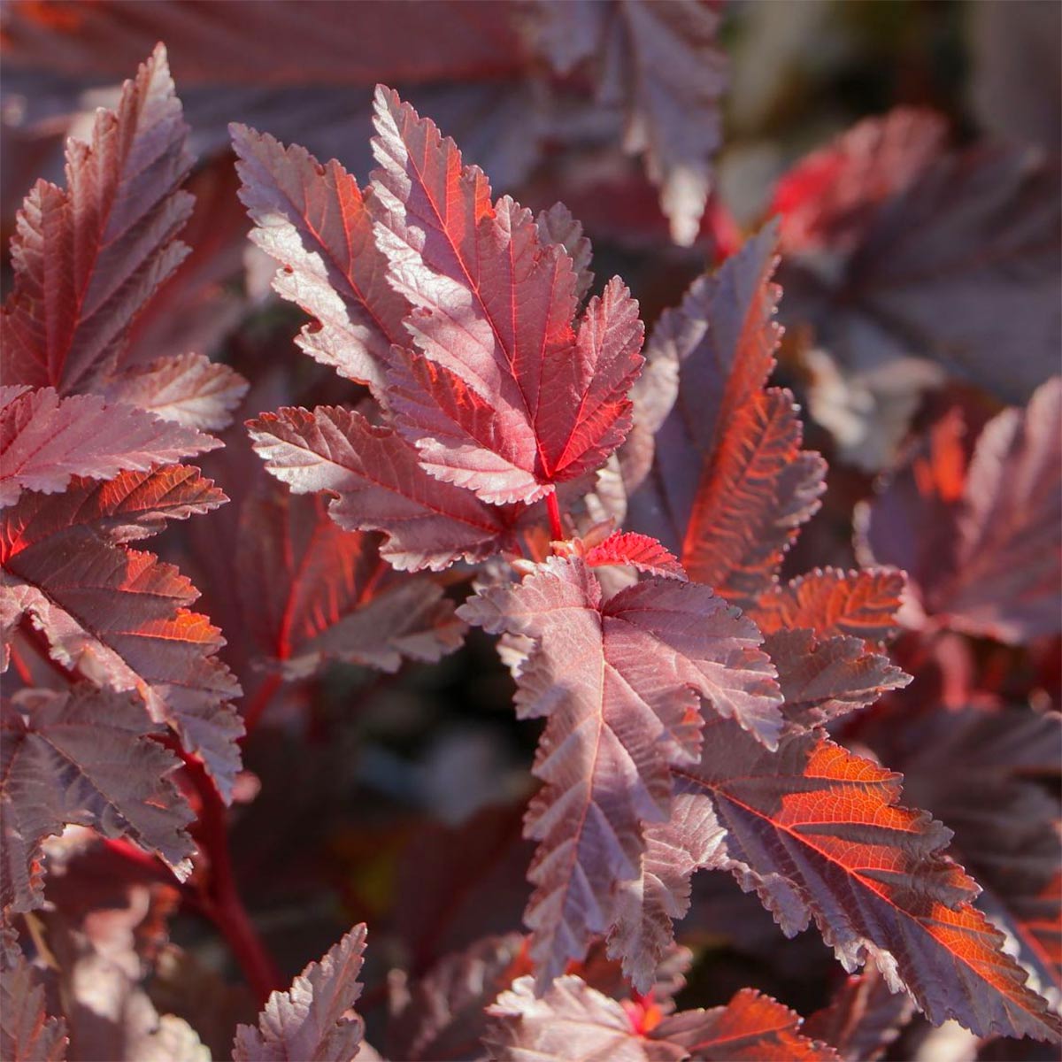Physocarpus opulifolius 'Little Angel'