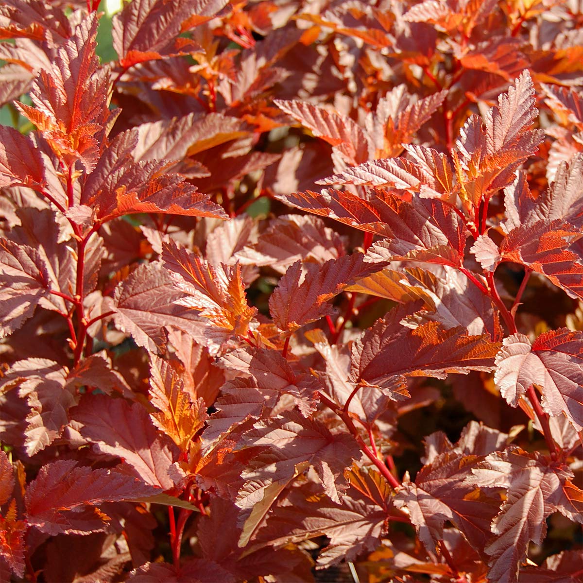 Physocarpus opulifolius 'Little Angel'