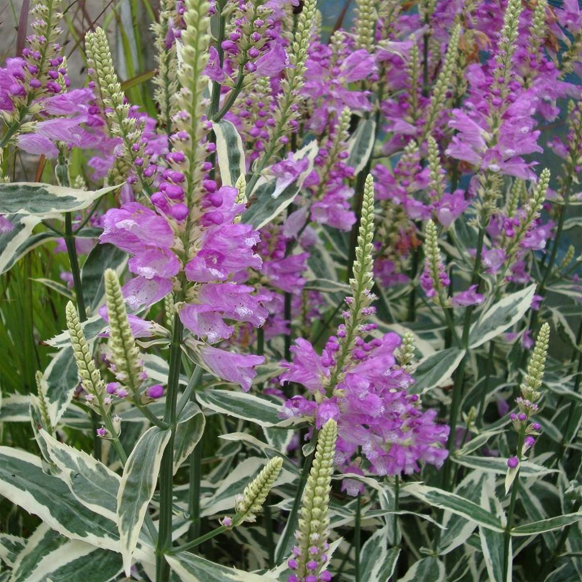 Physostegia virginiana 'Variegata'