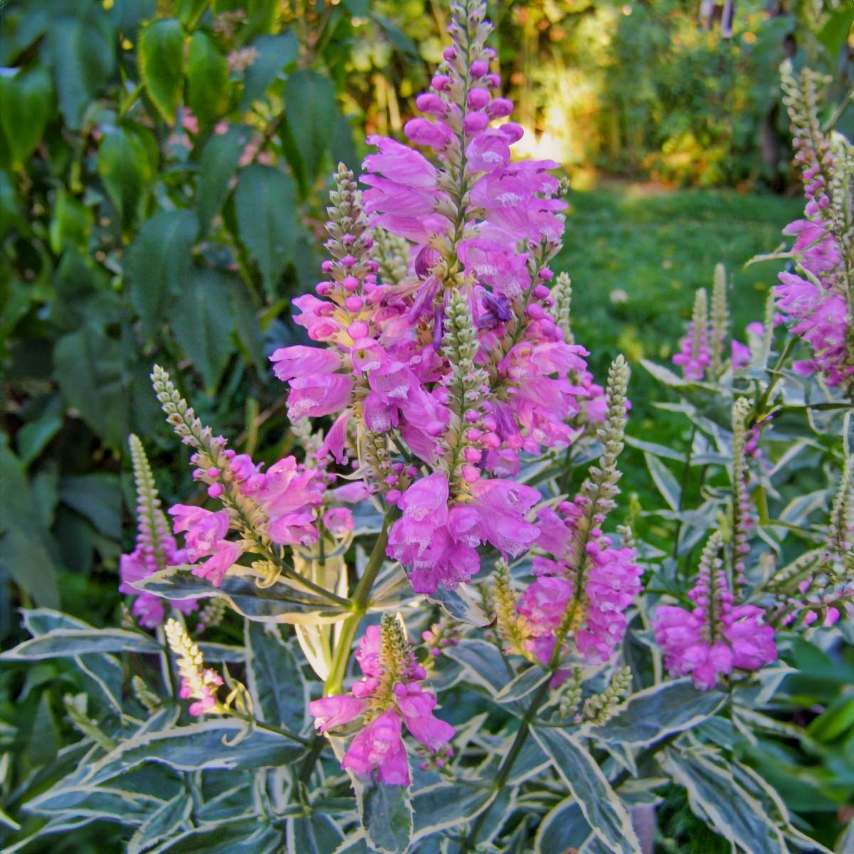 Physostegia virginiana 'Variegata'