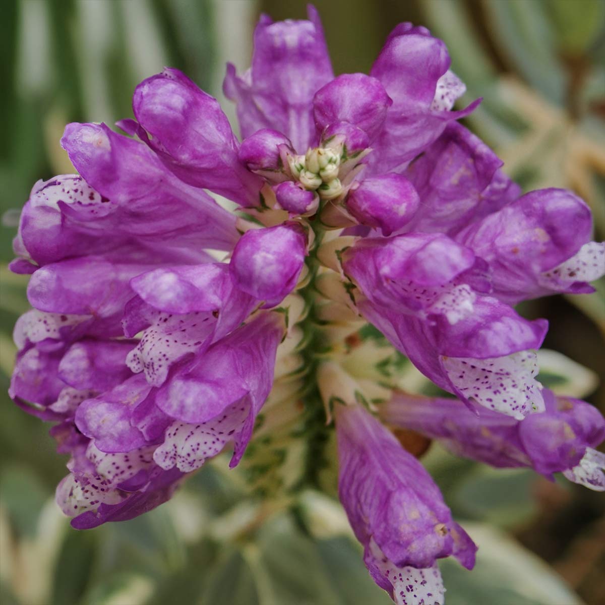 Physostegia virginiana 'Variegata'