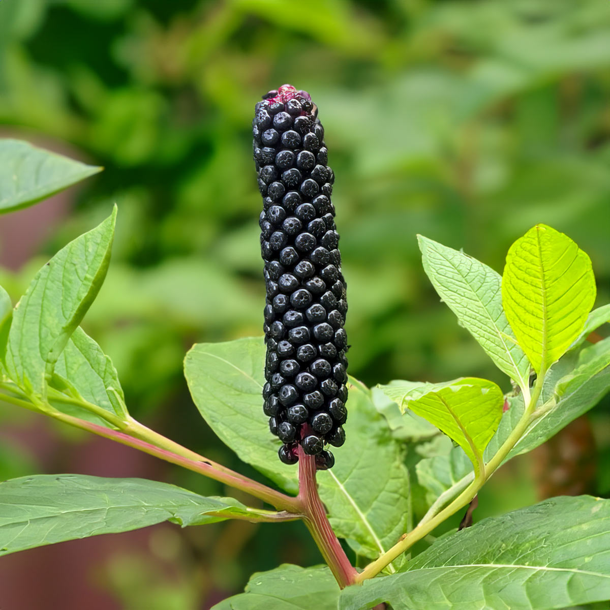 Phytolacca americana