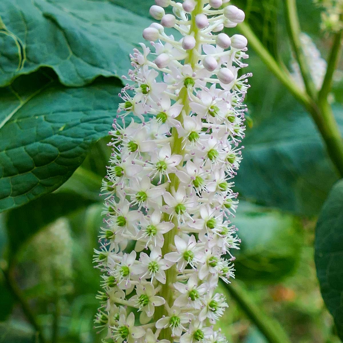 Phytolacca americana