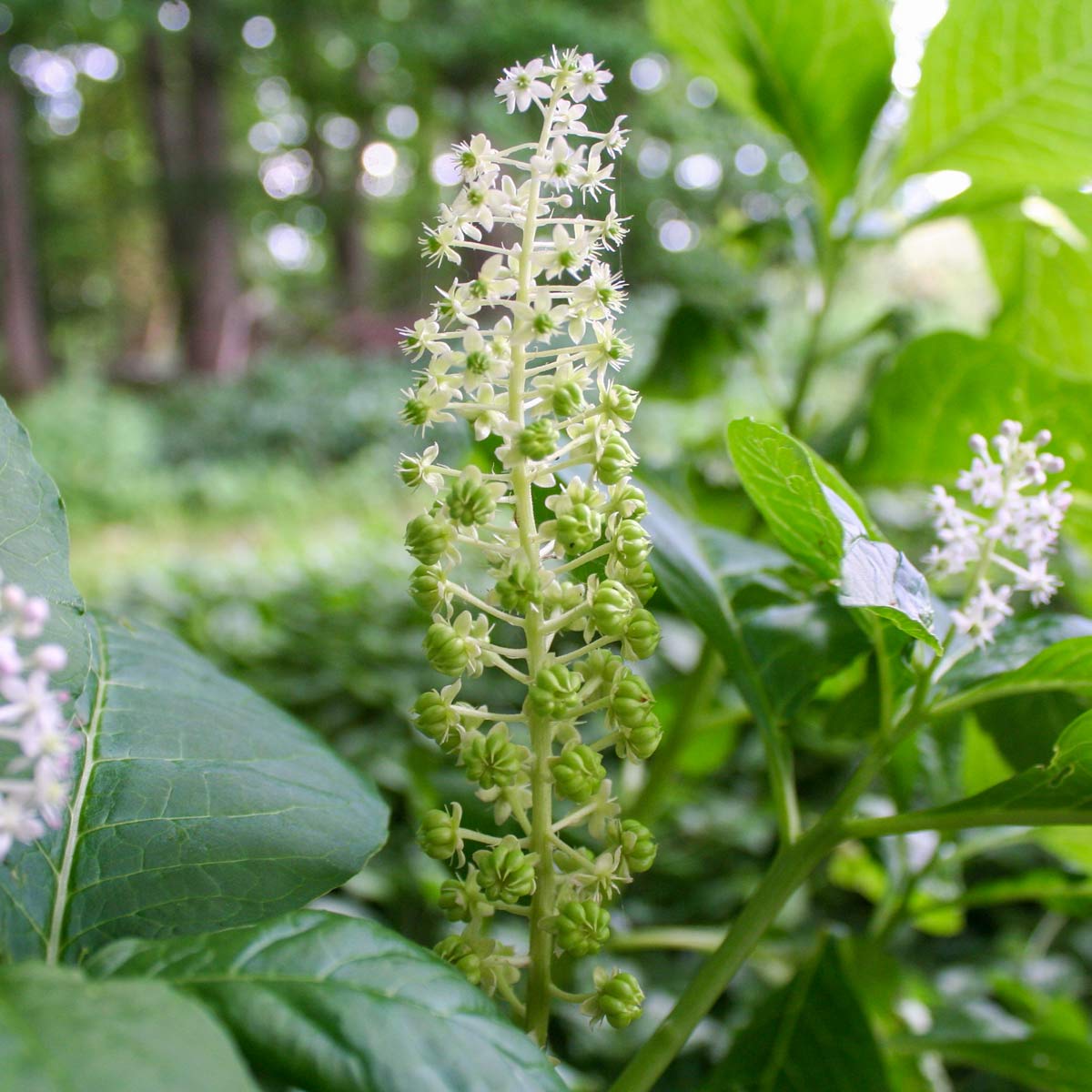 Phytolacca americana