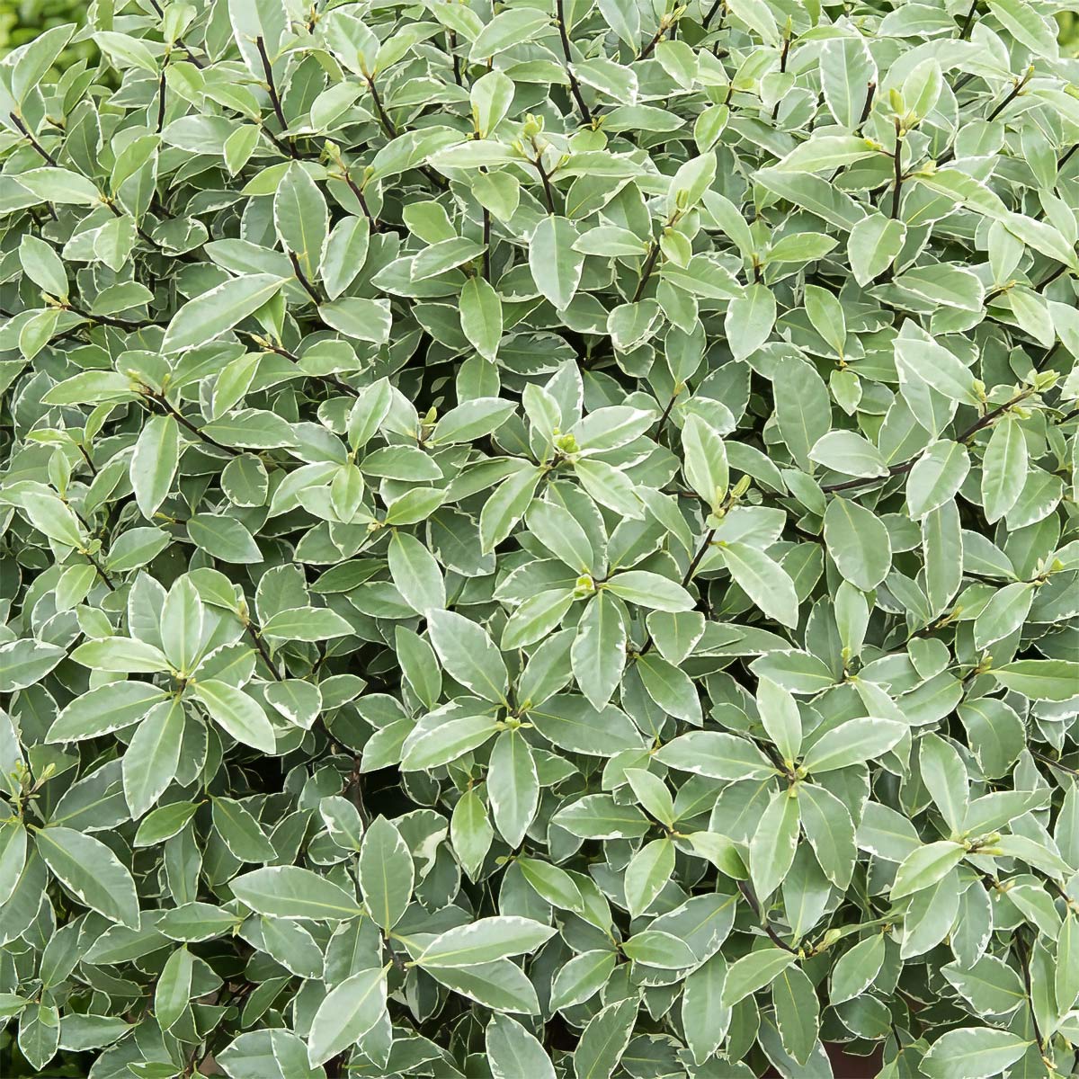 Pittosporum tenuifolium 'Silver Ball'