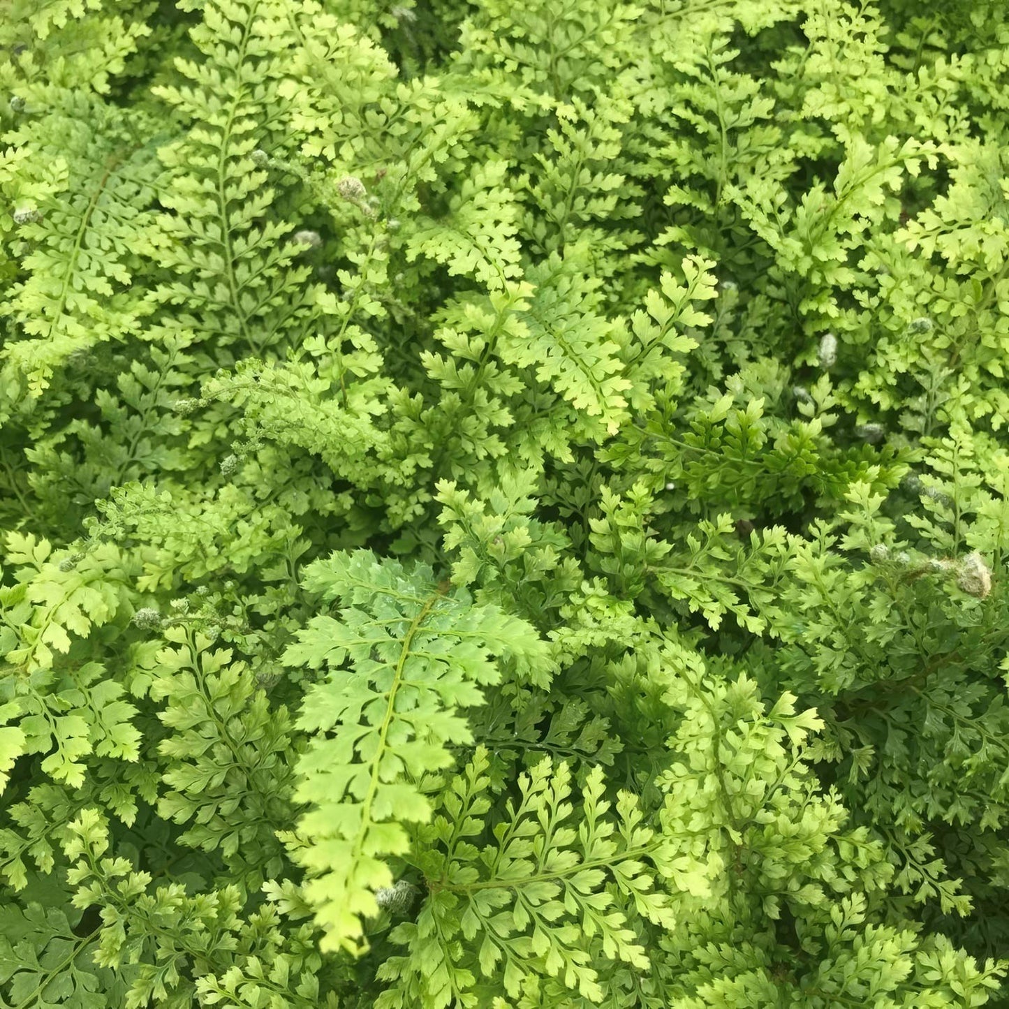 Polystichum setiferum 'Plumosum Densum'