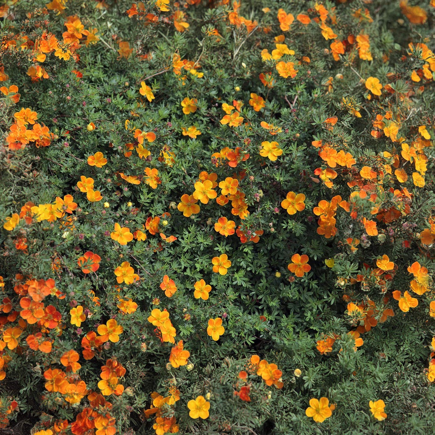 Potentilla fruticosa 'Hopleys Orange'