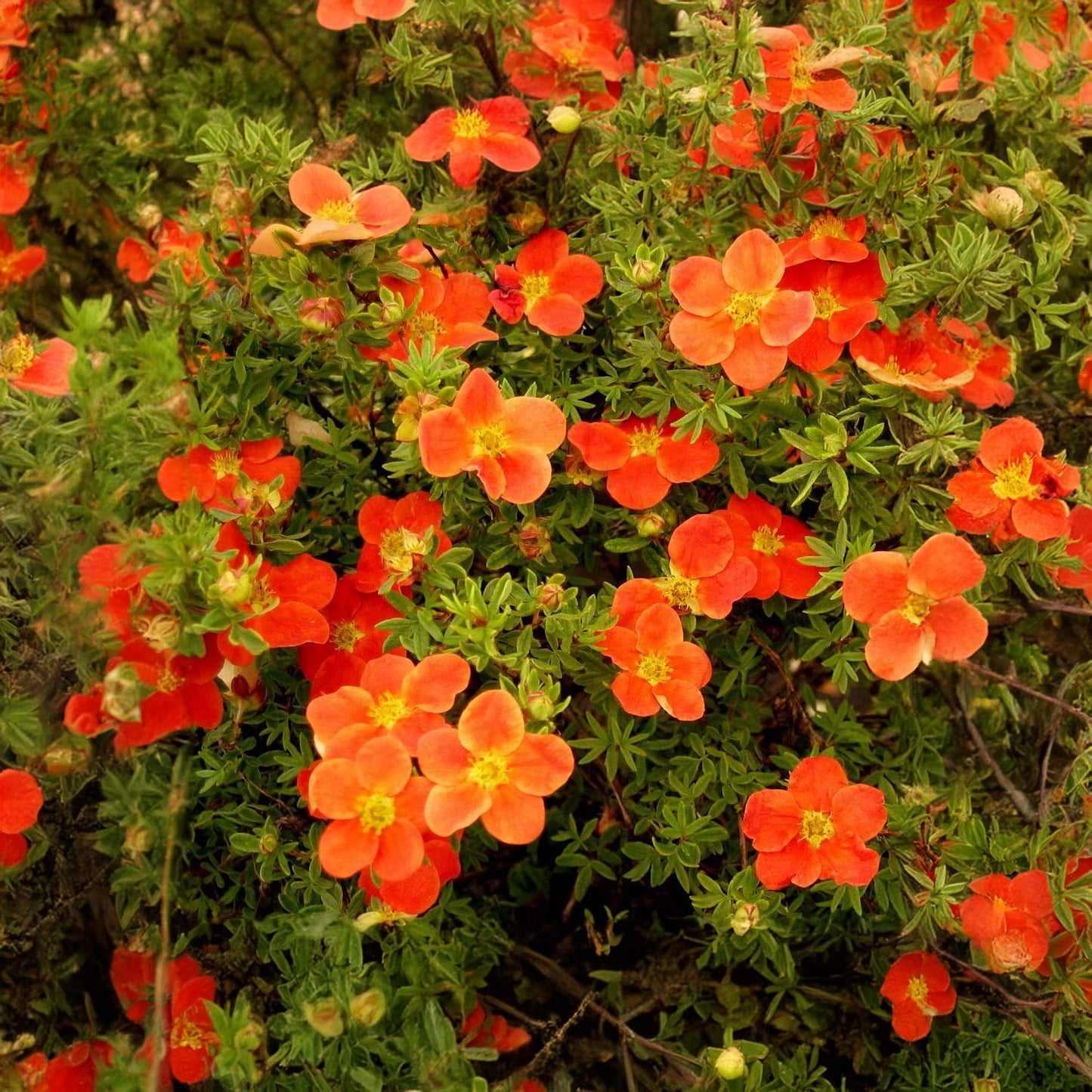 Potentilla fruticosa 'Hopleys Orange'