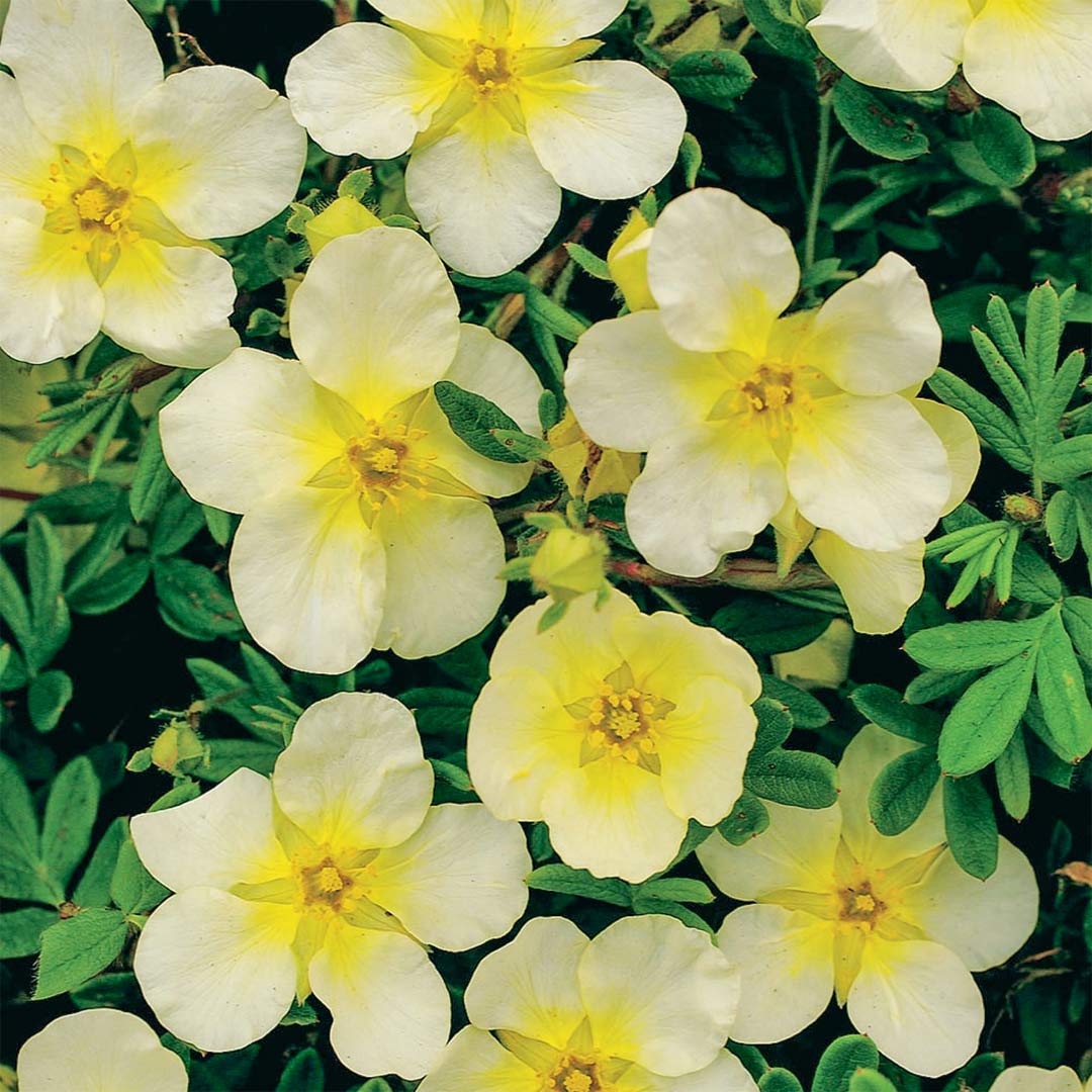 Potentilla fruticosa 'Limelight'