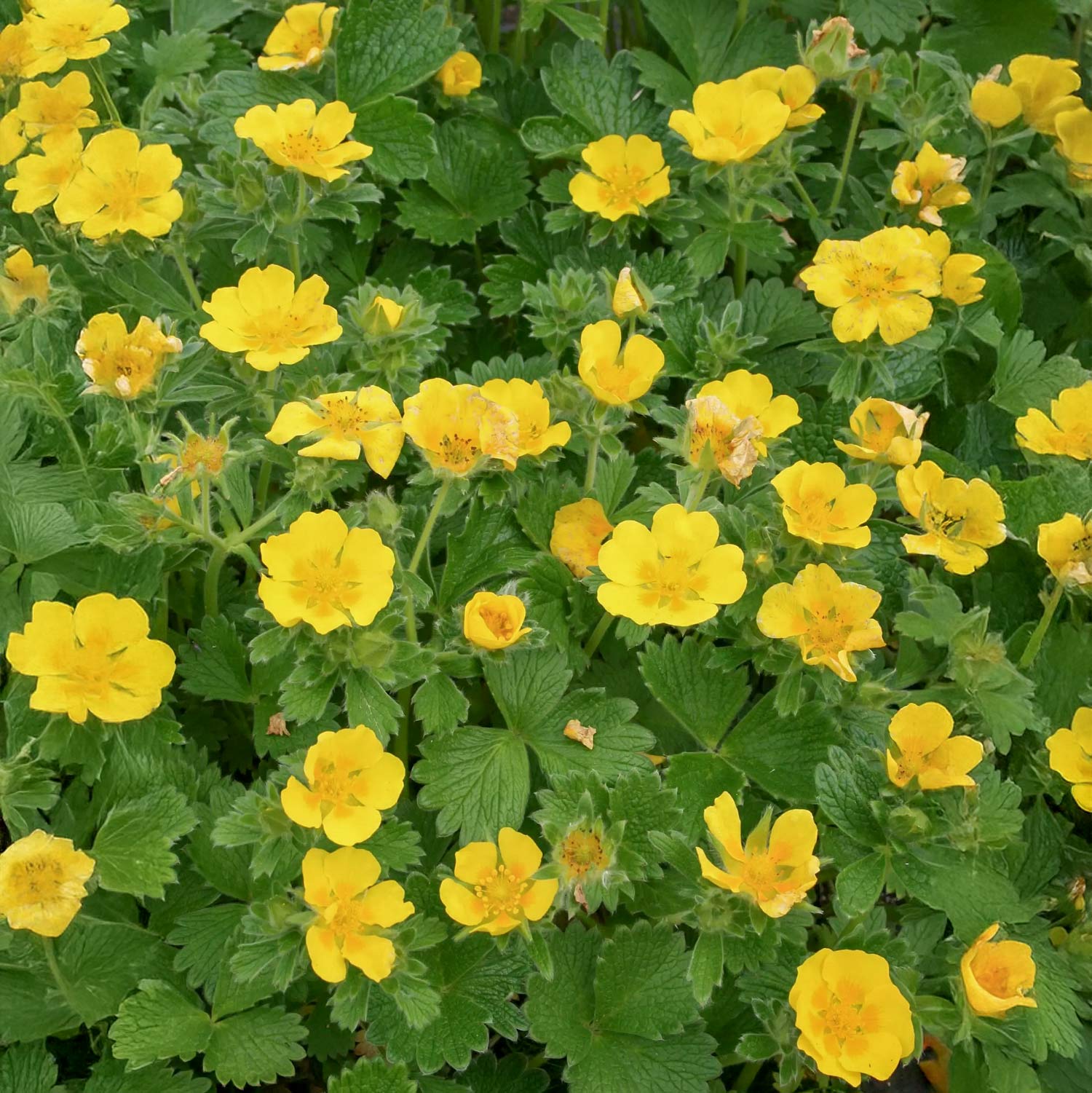 Potentilla megalantha