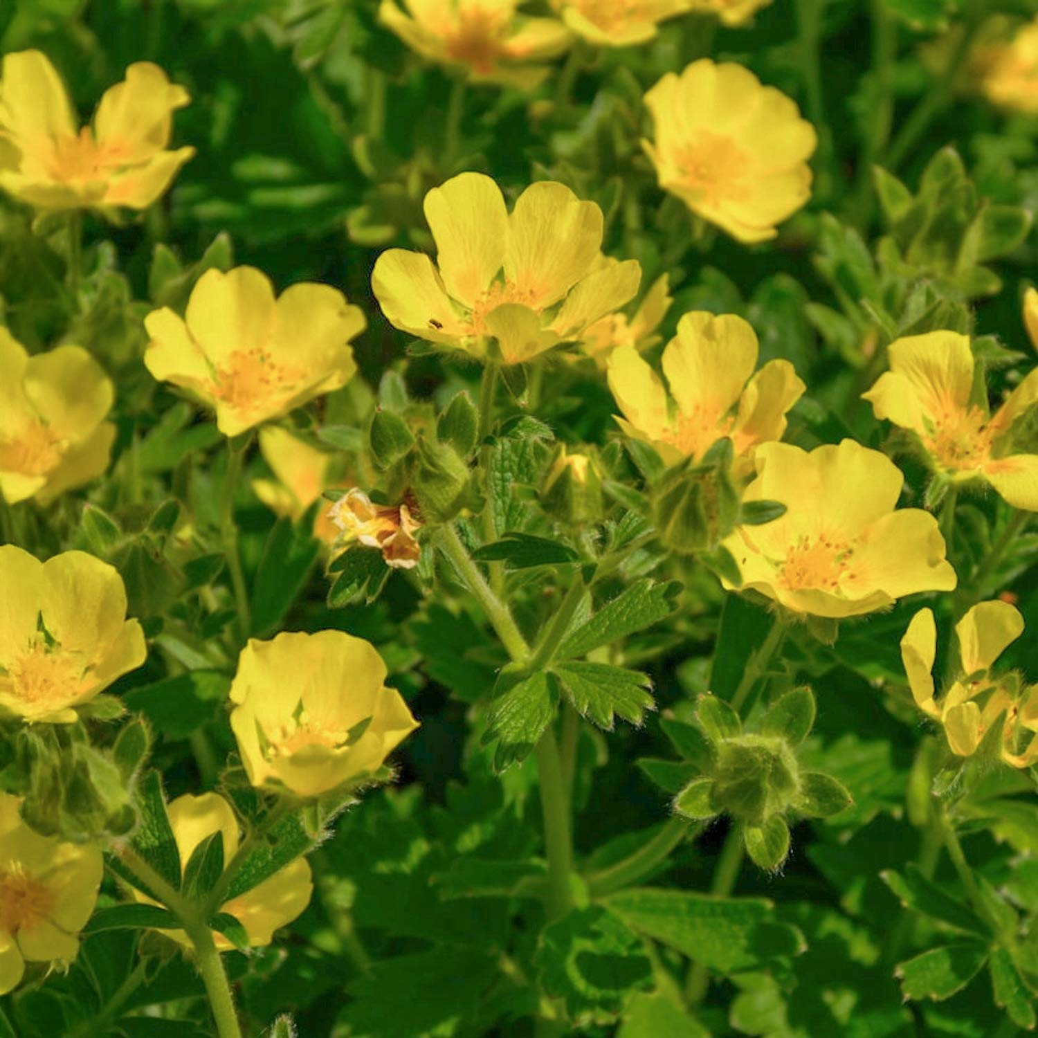 Potentilla megalantha
