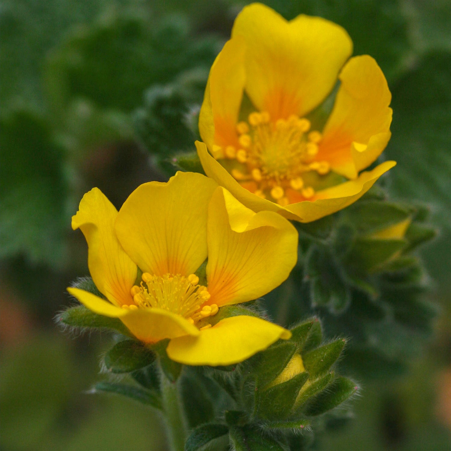 Potentilla megalantha