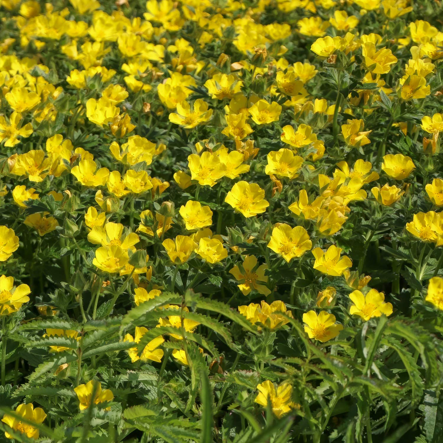 Potentilla megalantha