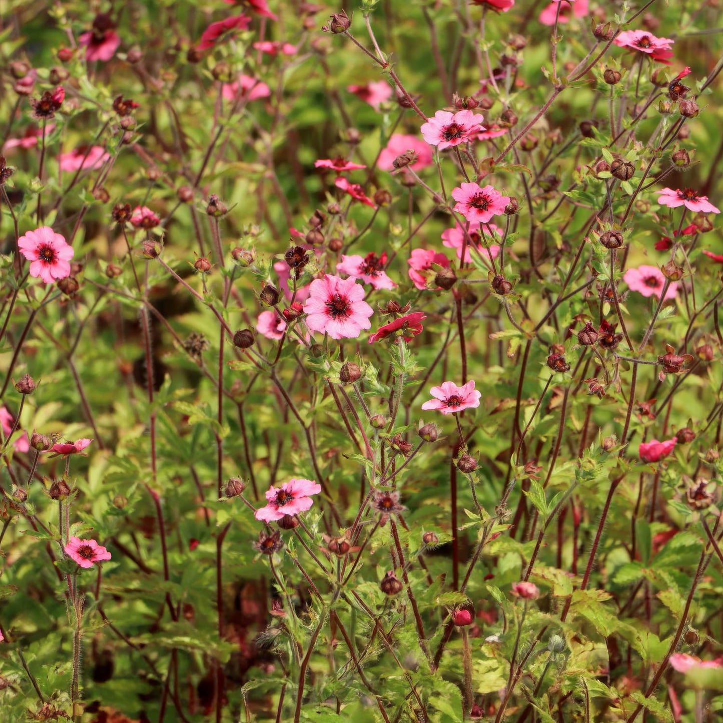 Potentilla nepalensis 'Miss Willmott'
