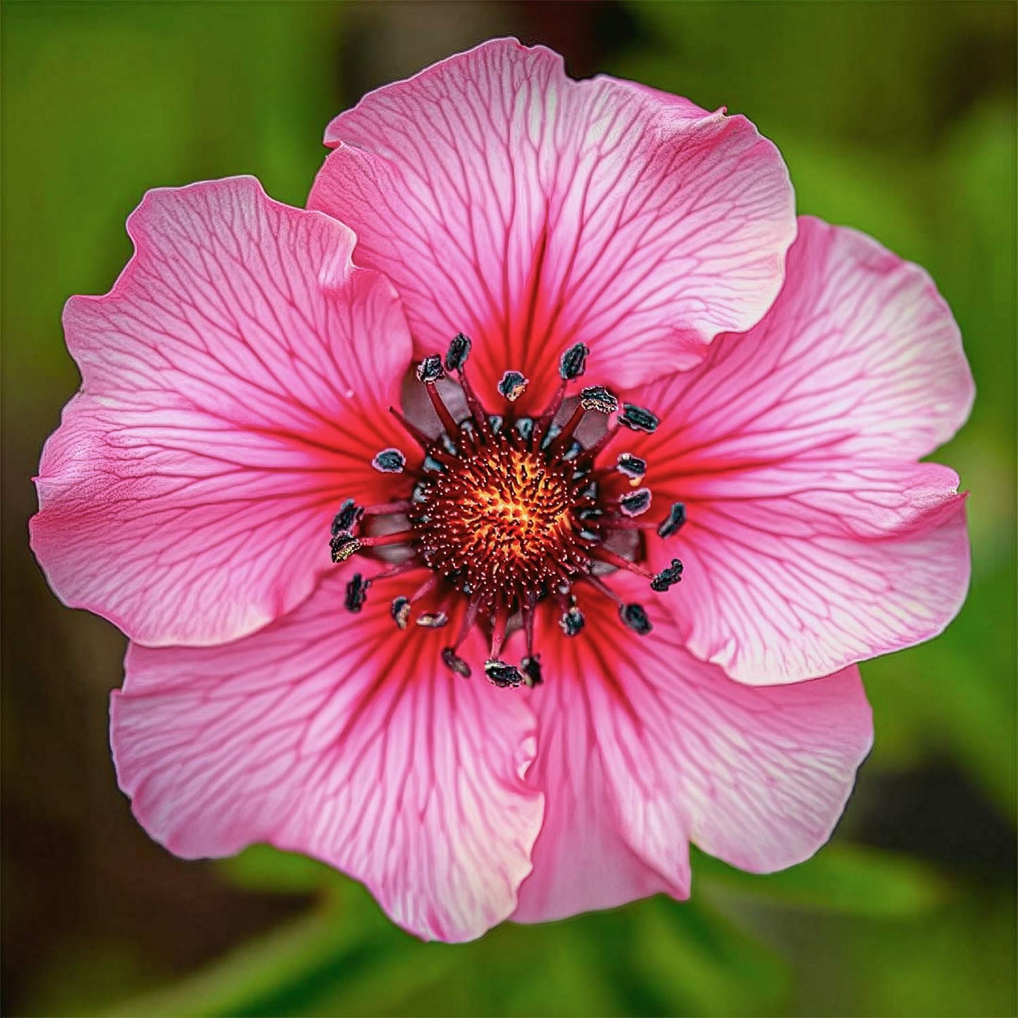 Potentilla nepalensis 'Miss Willmott'