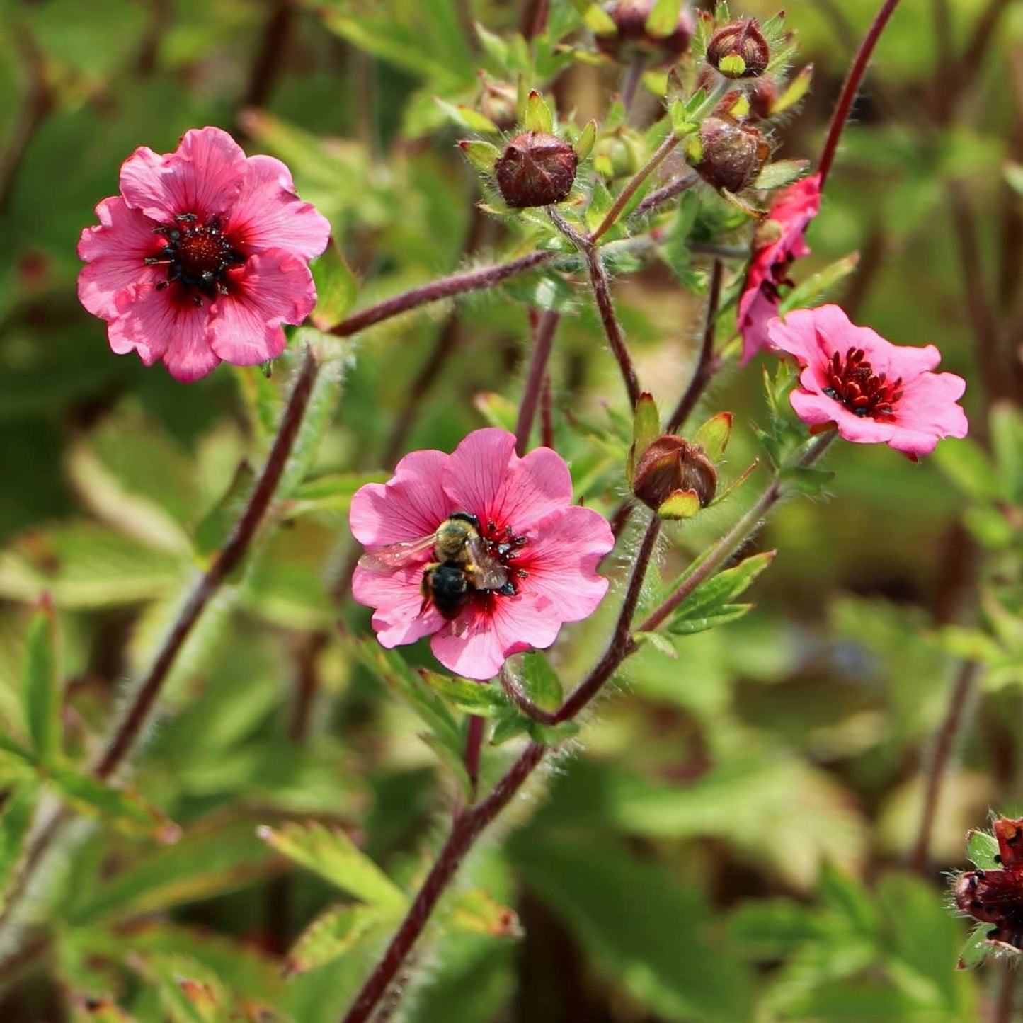 Potentilla nepalensis 'Miss Willmott'