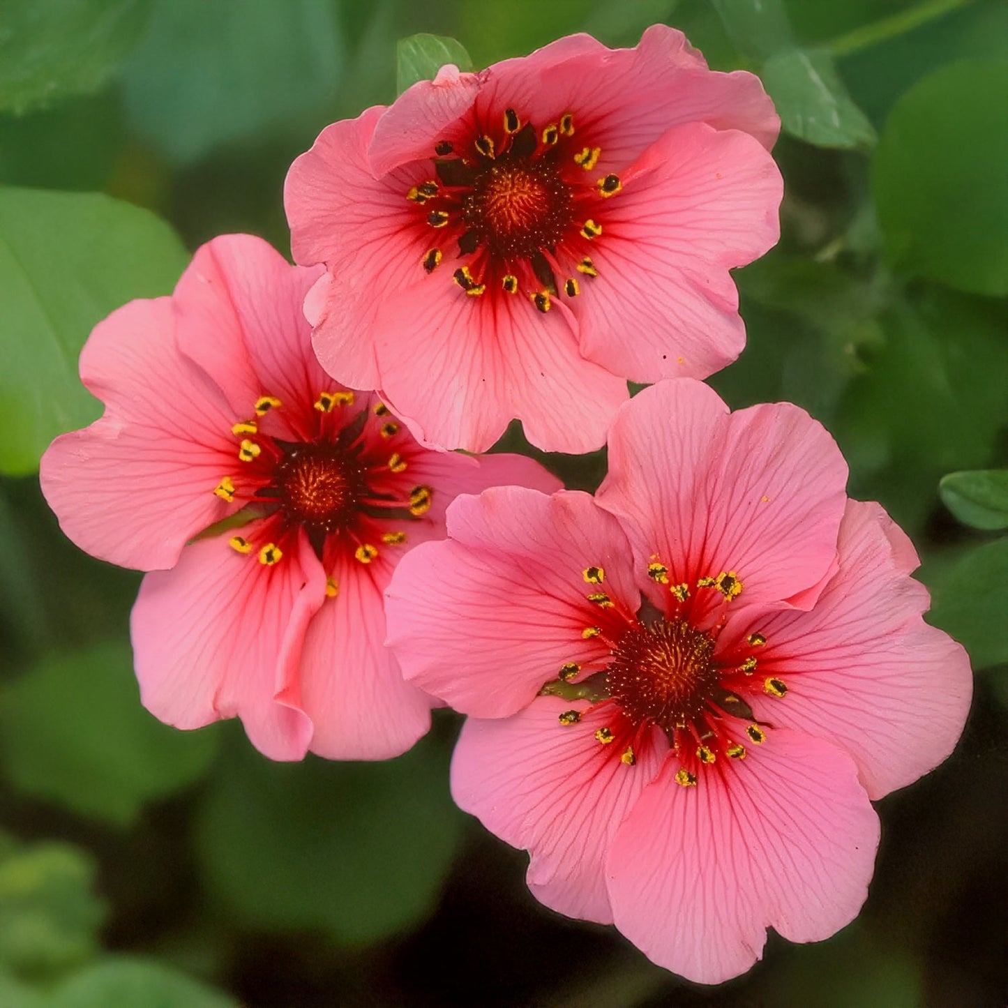 Potentilla nepalensis 'Miss Willmott'