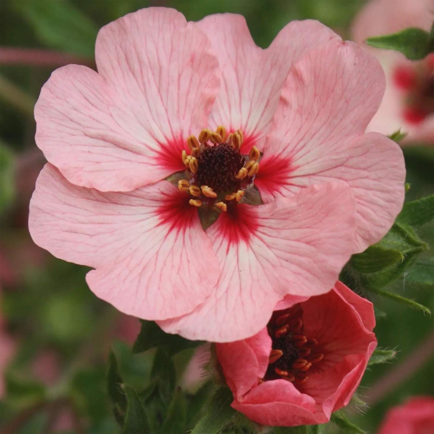 Potentilla nepalensis 'Shogran'