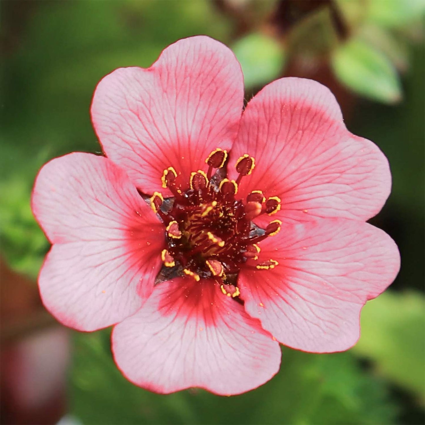 Potentilla nepalensis 'Shogran'