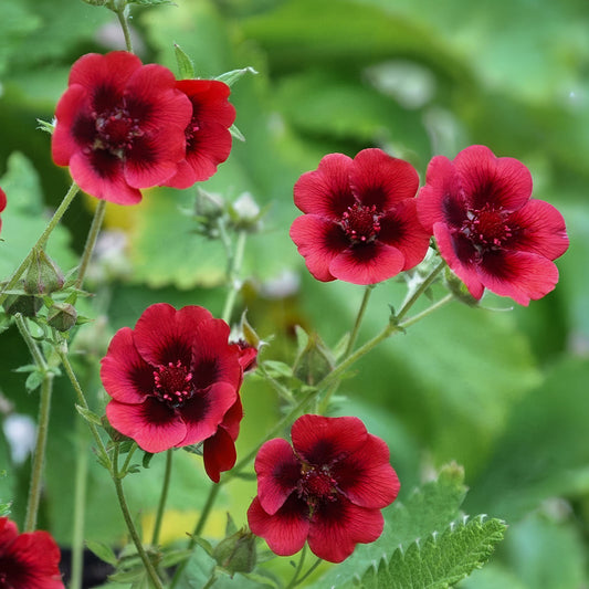 Potentilla thurberi 'Monarch's Velvet'. Close-up of red flowers with green leaves on a blurred natural background