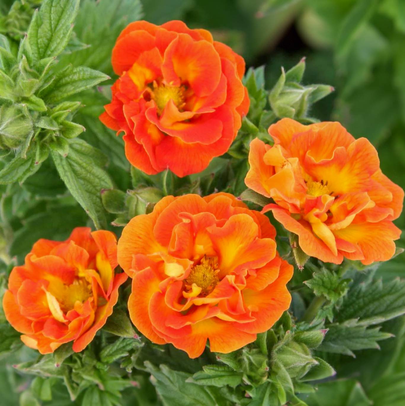 Potentilla 'William Rollison'