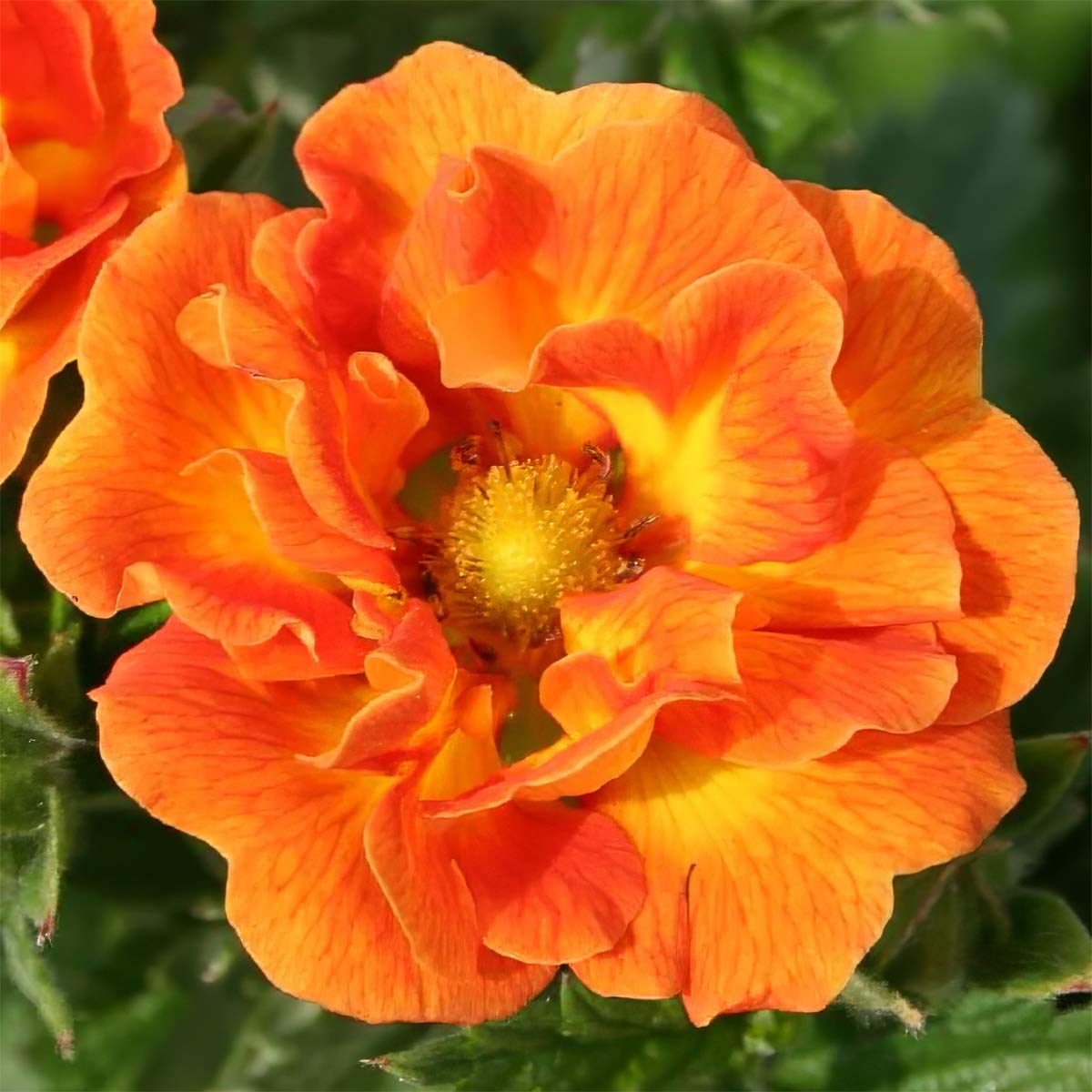 Potentilla 'William Rollison'