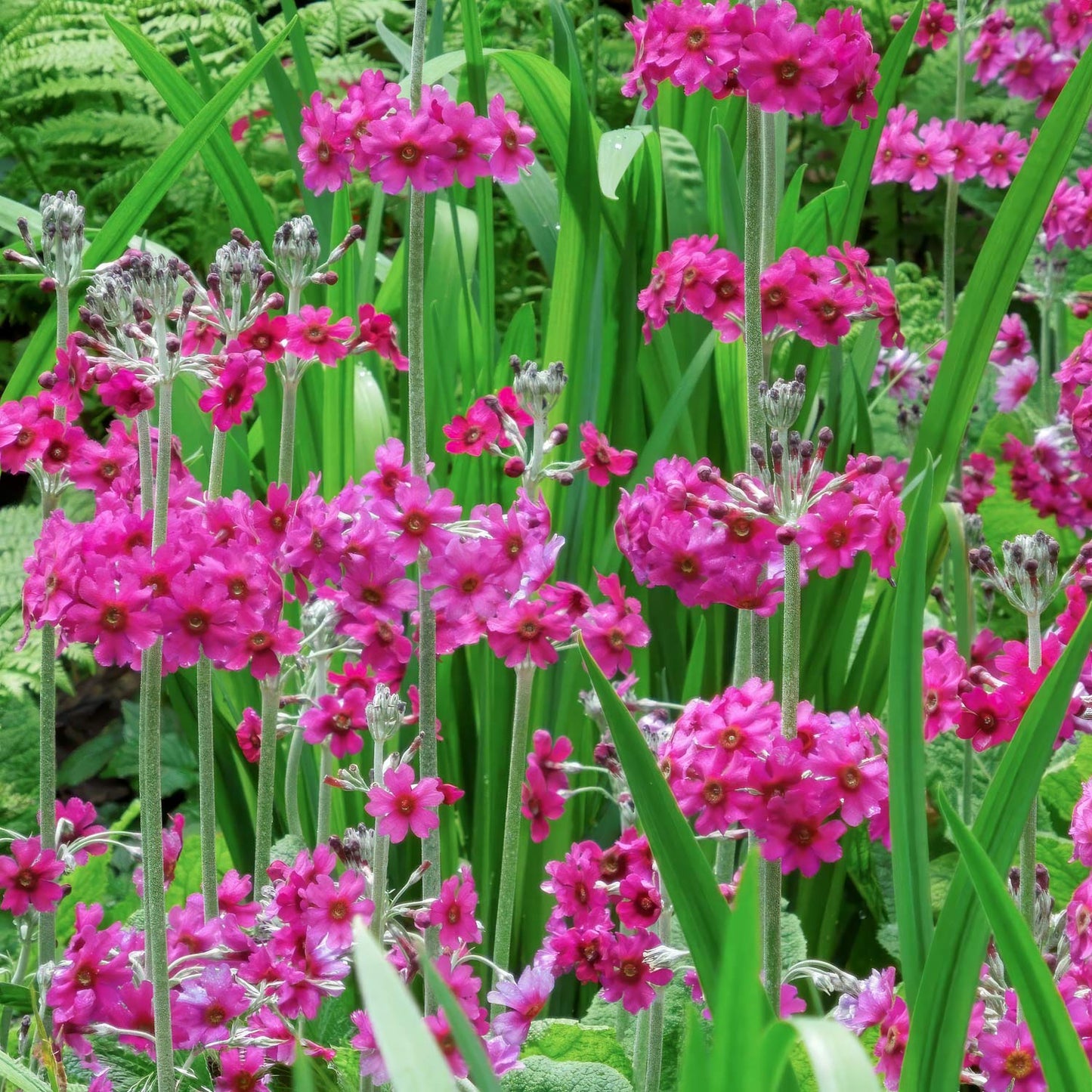 Primula pulverulenta
