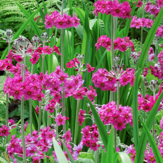 Primula pulverulenta