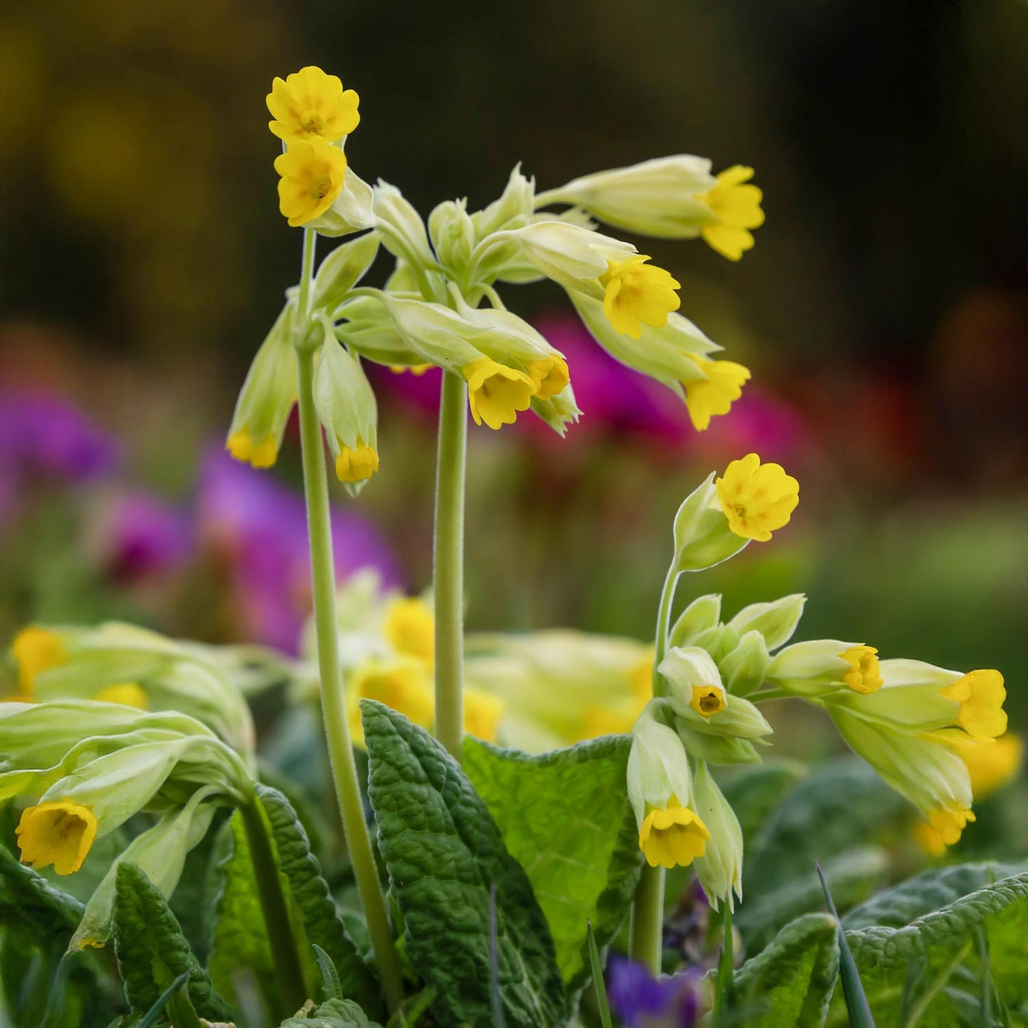 Primula veris