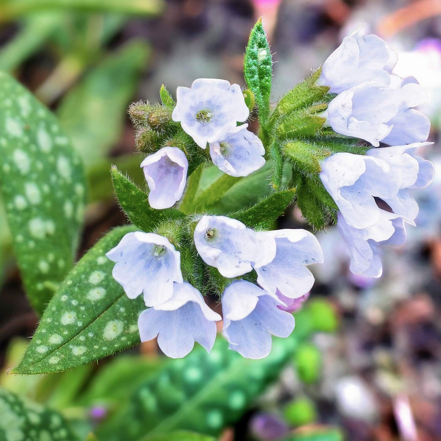 Pulmonaria 'Opal'