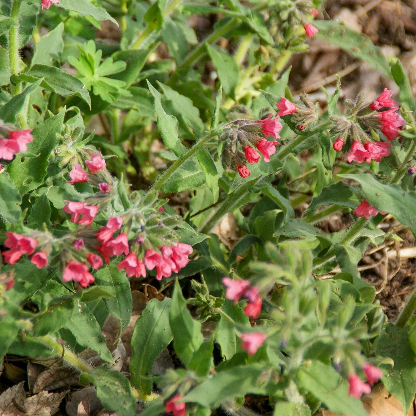 Pulmonaria rubra 'Redstart'