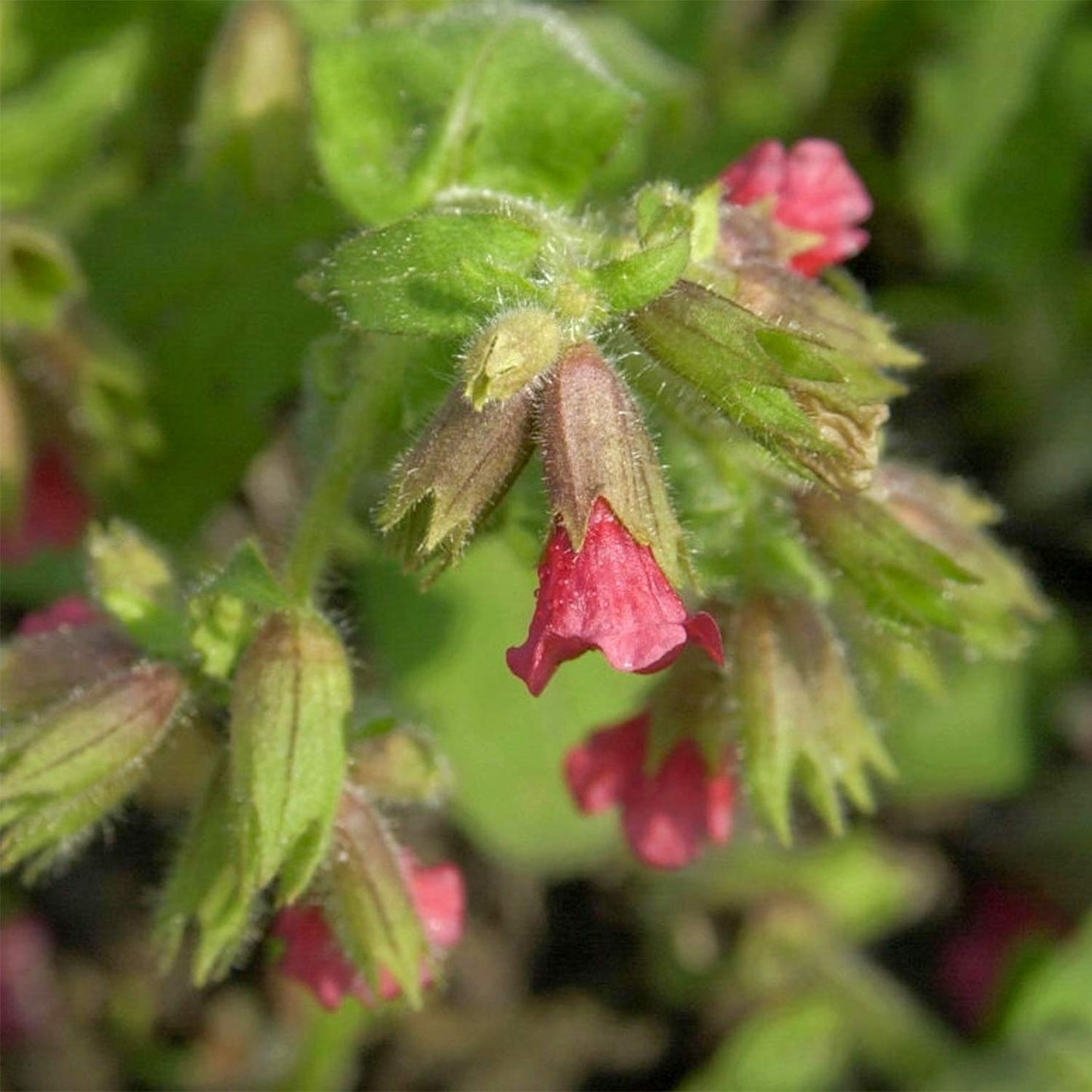 Pulmonaria rubra 'Redstart'